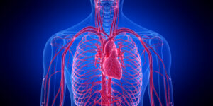 SARMs and Cardiovascular Health: What You Need to Know